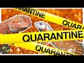 Bearded Dragon Quarantine 101 - Protecting your reptile collection - Cookies Critters