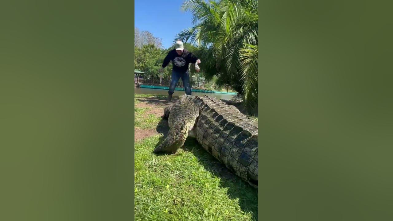 Lyle the Nile Crocodile ‼️ #gatorland #nilecrocodile #crocodile - YouTube