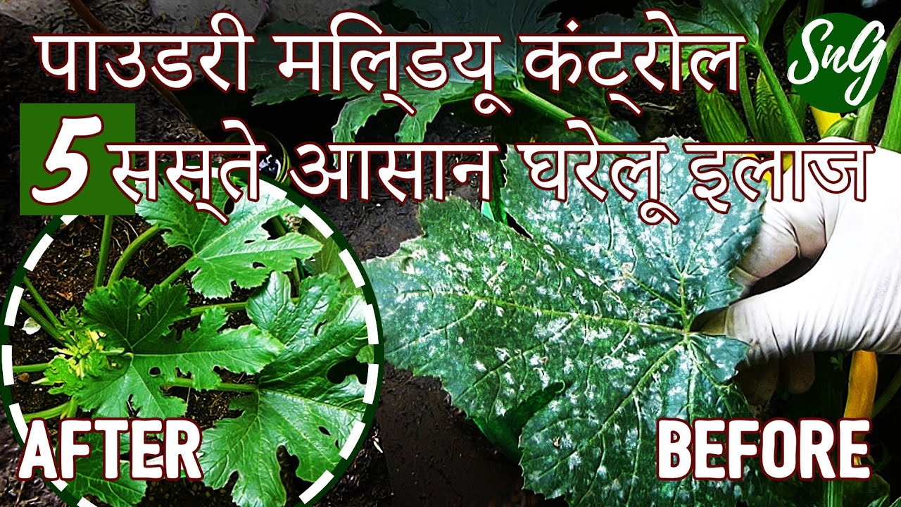 पाउडरी मिल्डयू कंट्रोल (5 सस्ते आसान घरेलू इलाज) Powdery Mildew Control (5 Easy Home Remedies)