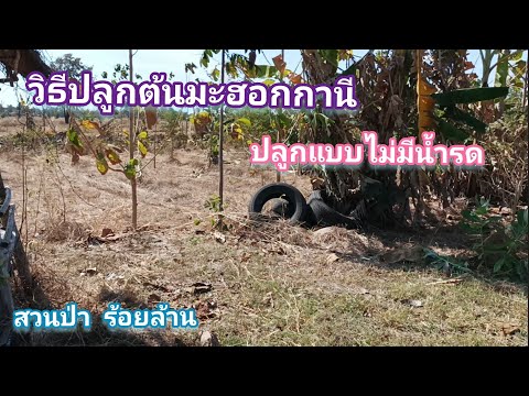 วีดีโอ: ข้อมูลภูเขามะฮอกกานี - เคล็ดลับการดูแลไม้พุ่มมะฮอกกานีบนภูเขา