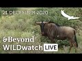 WILDwatch Live | 21 December, 2020 | Morning Safari | South Africa