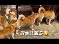 どマイペースな柴犬ママは今さらですが実は純粋な不思議ちゃんでした笑