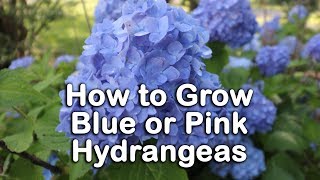 All About Blue or Pink Hydrangeas  Hydrangea Macrophylla  Bigleaf Hydrangeas