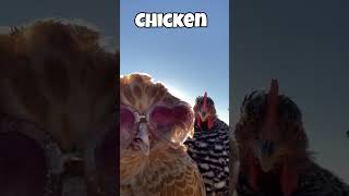 Dead Animals Caught Moving