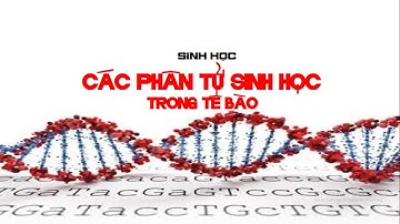 CÁC PHÂN TỬ SINH HỌC TRONG TẾ BÀO | SINH HỌC 10 | BIOLOGY