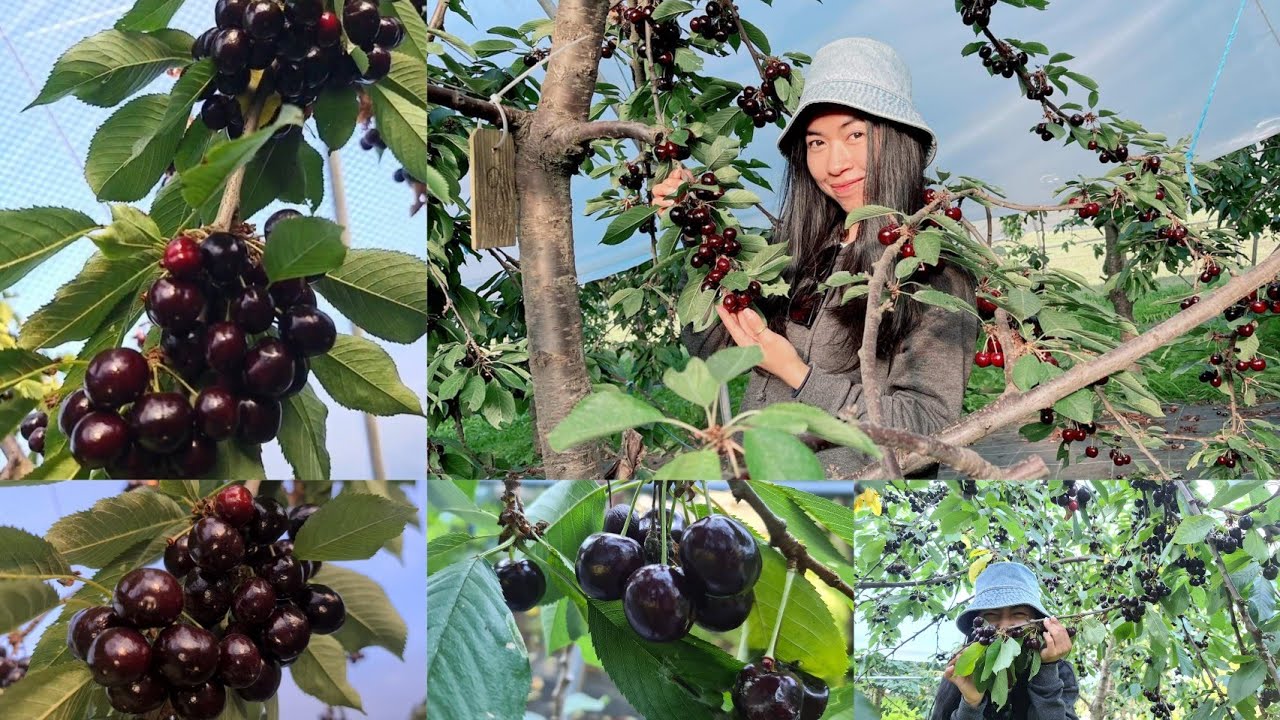 U-pick cherry 🍒 // ទៅចំការបេះផ្លែឈឺរី (Cherry 🍒)ជាមួយគ្រួសារ Cambodia 🇰🇭// Norway 🇳🇴