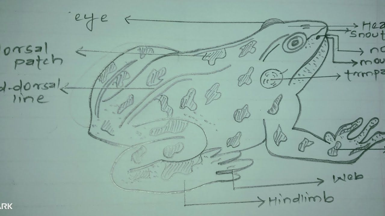 How to draw frog diagram Frog ka diagram kaise banaye for