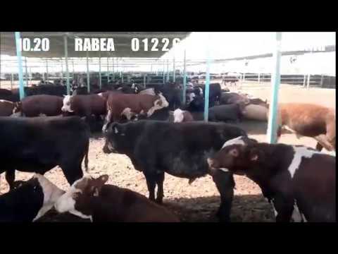 عقارات الاسماعيلية مزارع و اراضى زراعية للبيع الاسماعيلية 01226668997  