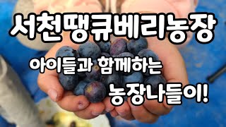 주말에 아이들과 함께하는 농장나들이 하뚜남매와 충남 서천군 땡큐베리농장 둘러보기 블루베리 수박 고추 키네마스터로 동영상만들기