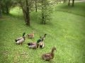 Feeding Ducks
