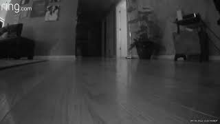 Caught the Easter Bunny on camera! Wealth