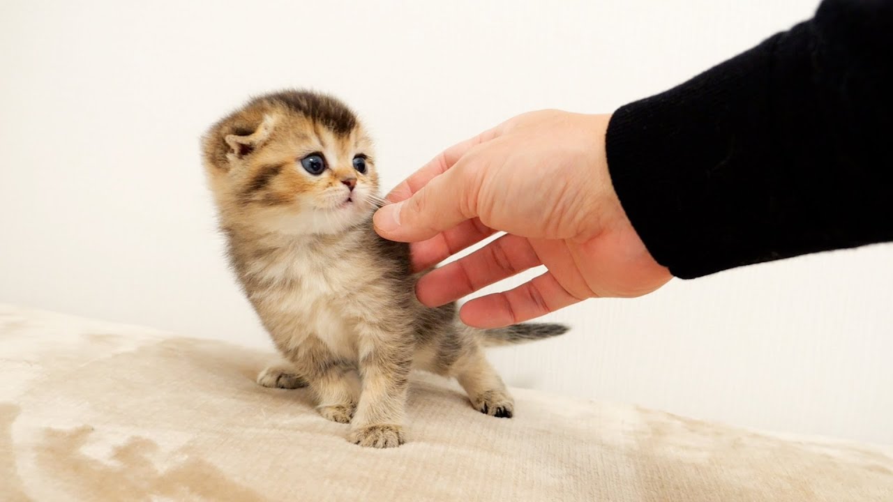 Этот котенок был таким милым, ударившись подбородком, пытаясь убежать от своего хозяина🤣