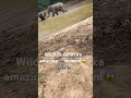 #wildlife #nature #travel #shorts #naturelovers #travelvlog##elephantbath##jungelkaamezingview🐘😱