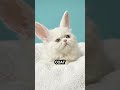 What would happen if a Fluffy Rabbit crossed paths with an Elegant Persian Cat? #whatwould #shorts