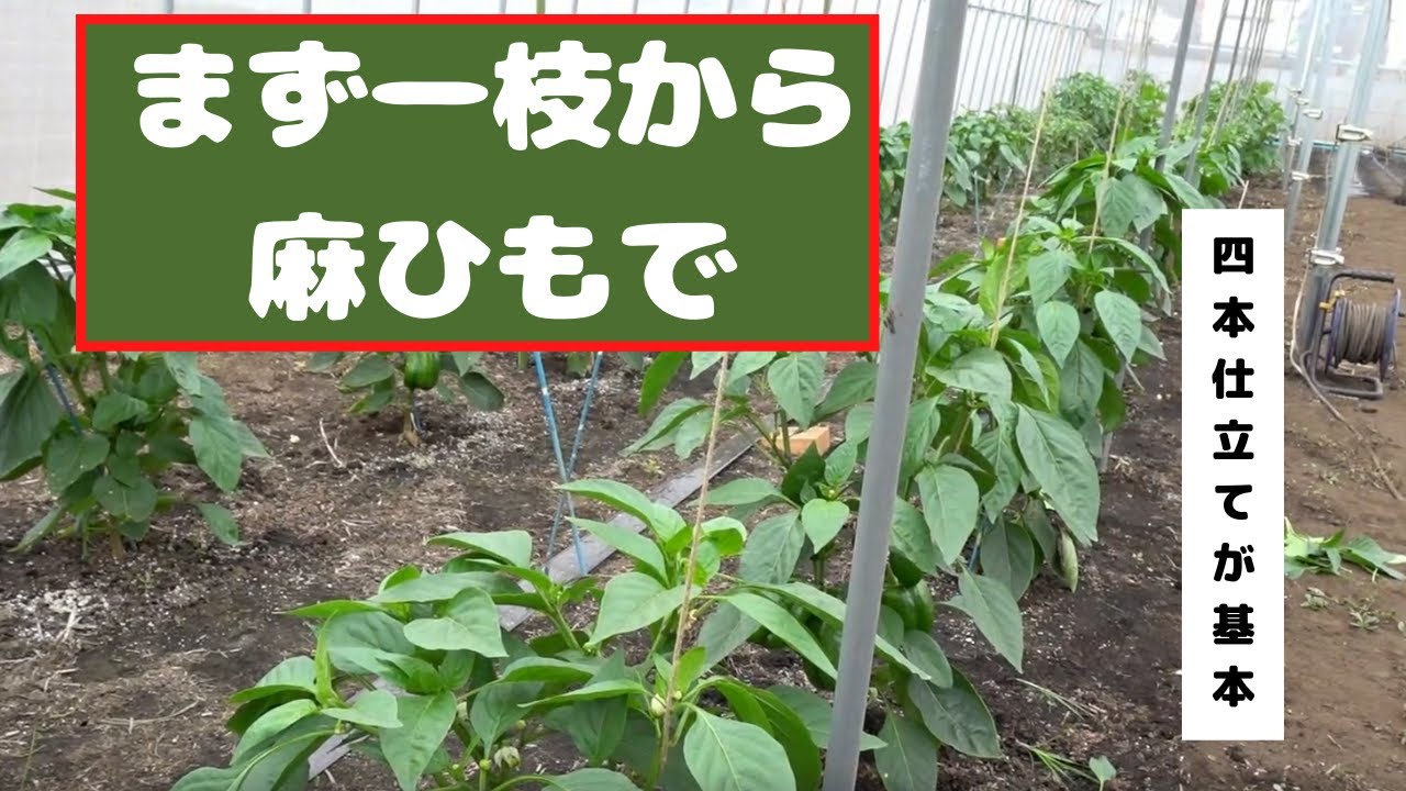 パプリカの枝つり始めます Youtube