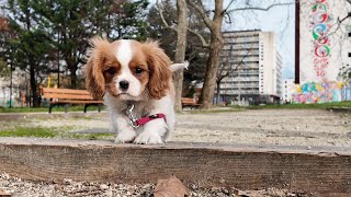 Vanilla, the Cavalier King Charles puppy, meets a dog and enjoys finding tree branches at the park