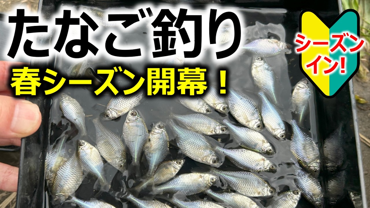 春タナゴ 春シーズンイン！】タナゴ釣り - YouTube
