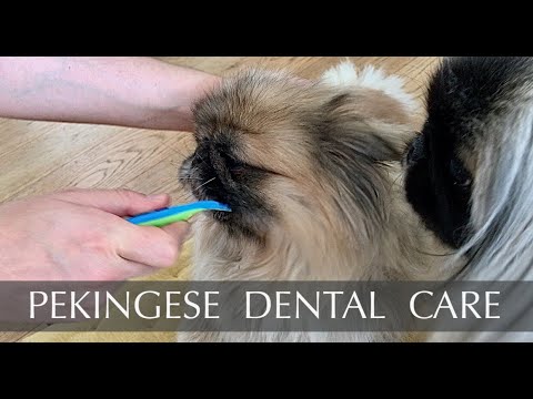 pekingese teeth