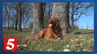 Gallatin dog and owner featured in Purina, Tractor Supply Super Bowl commercial