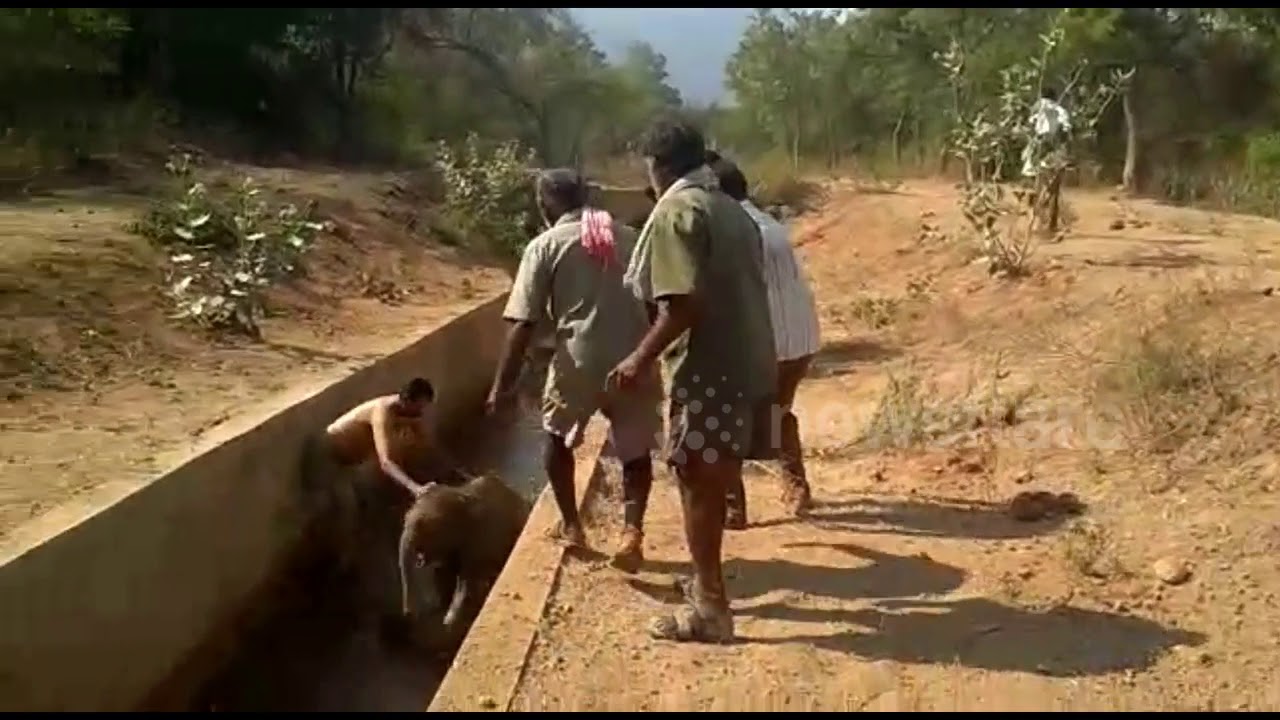 camera iphone 8 plus apk Forest Officials Rescue Terrified Elephant Calf
