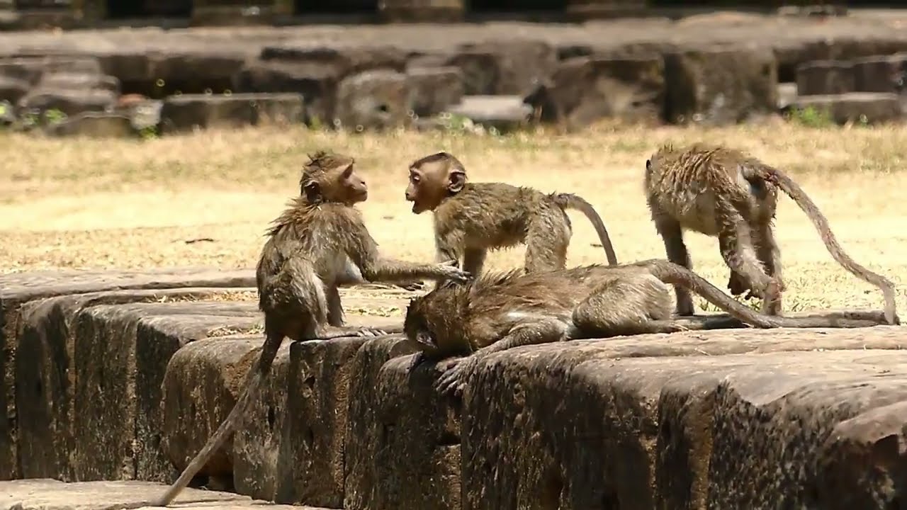 Awesome monkey Rose, Rex and adopted Brady monkeys , Love of them