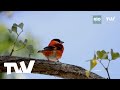 El cardenalito, una especie perseguida  | Rio Verde