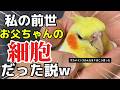 オカメインコのんたまは言った「私の前世、お父ちゃんの細胞だった」から好き❤️偏愛24時 #お父ちゃん細胞説