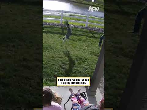 Sooo should we put our dog in agility competitions?