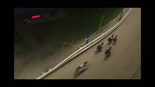 TIFFIELD TARQUIN winning the Coral Essex Vase Final of 2026 at Romford Stadium