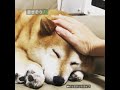 撫でられて幸せそうに眠る柴犬 #Shorts