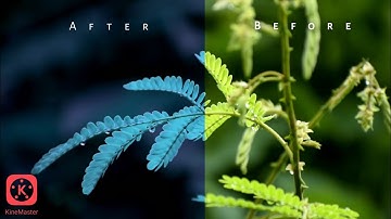 Before & After Wipe Transition effect in Kine Master.