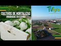 Cultivo de Hortalizas Orgánicas en España - TvAgro por Juan Gonzalo Angel