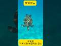 #하와이 #거북이 #거북이스팟 #마우이 거북이가 자주 출현하는곳! 🐢🐢🐢🐢