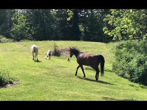 Zola Runs With Einstein