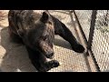 Мишки по пластунски ползают по вольеру от гостинцев))) Bears on their belly crawl around the aviary)