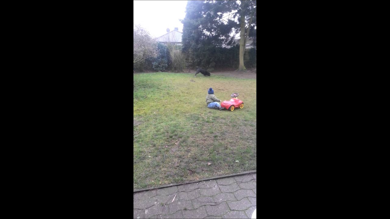 Hund holt sein Kong - YouTube