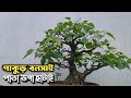 Ficus Rumphii bonsai prun leaf and new branches