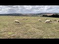 Breeding ewes/ ewe lambs plan and sheep feet!