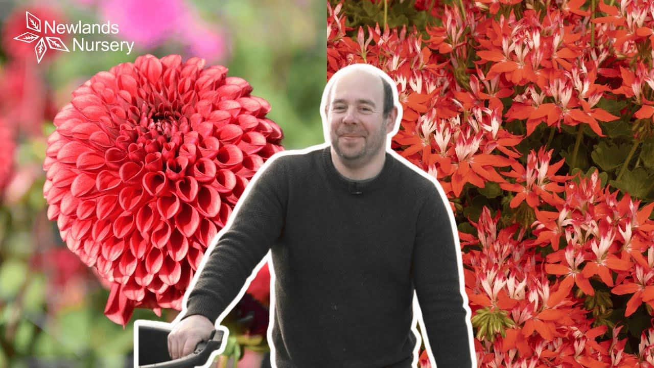 LIVE: Dahlia Tubers & Geranium Plug Plants + Exclusive Discount