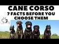 Before you buy a dog  cane corso  7 facts to consider dogcasttv