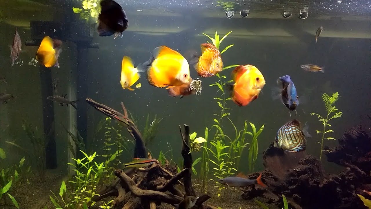 Feeding Australian Black Worms to Discus YouTube