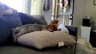 Yorkie Sleeping by Gracie Yorkie Puppy Dog 498 views 1 year ago 2 minutes, 9 seconds