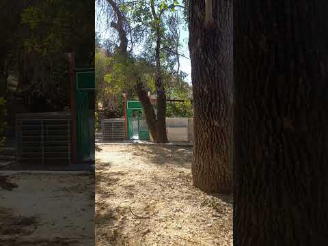 اهل حق یارستان بارگاه سید درویش دالاهو سید خلیل عالی نژاد