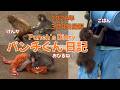 パンチくん 日記【2026年3月4日】市川市動植物園 Punch the monkey