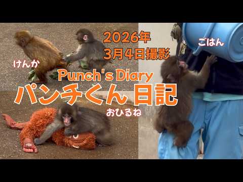 パンチくん 日記【2026年3月4日】市川市動植物園 Punch the monkey