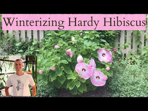 Video: Hibiscusplanten winterklaar maken