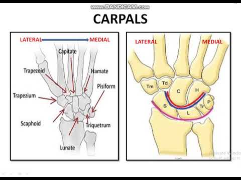carpal bone