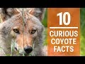 10 Curious Coyote Facts