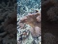 #findingnemo #nemo in #coralgarden #coron palawan #philippines