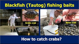 Blackfish (Tautog) Fishing Baits, how to catch green crabs and Asian crabs (8/20, 2022)